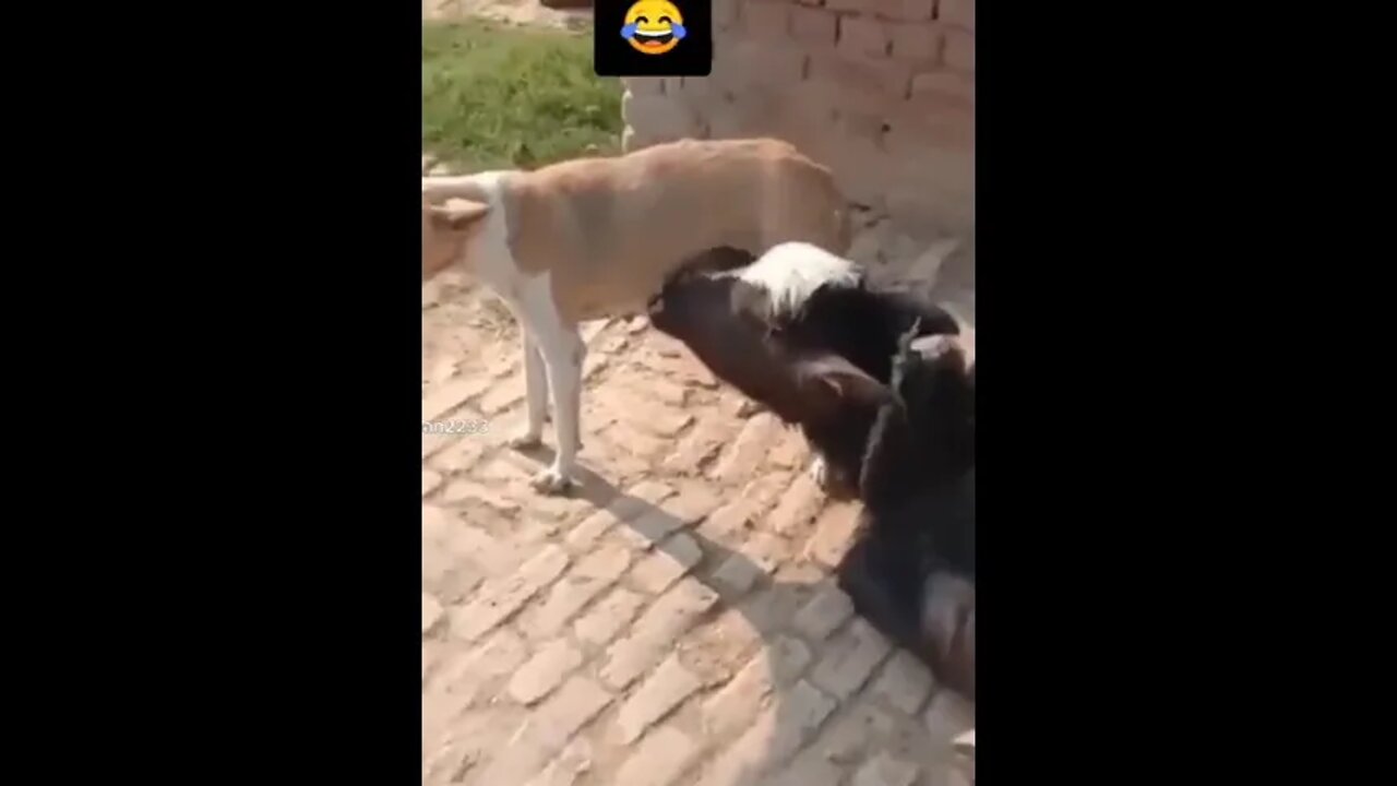 Cow drinking milk from Dog🤣🤣🤣