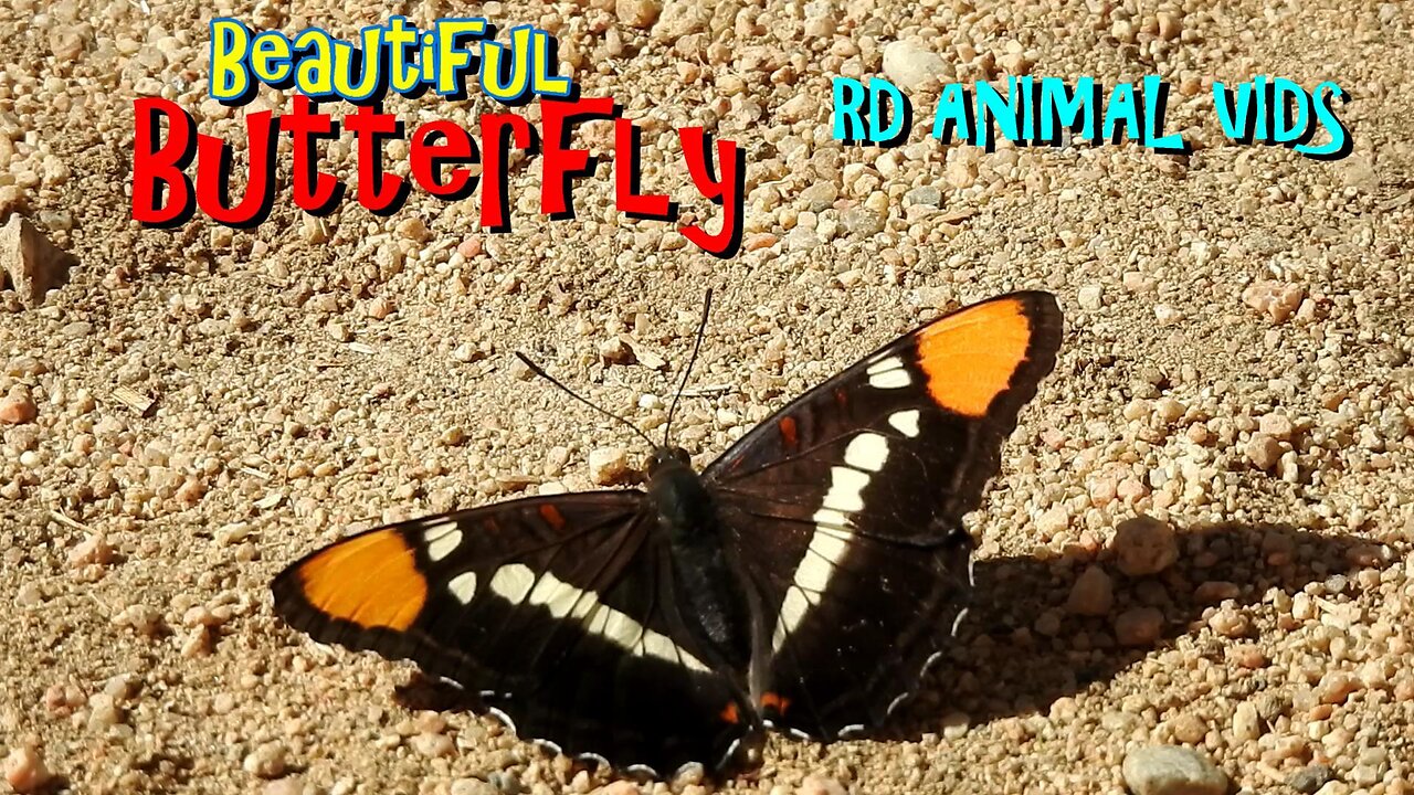 Beautiful Butterfly Sunbathing Before Morning Flight #AnimalVideo