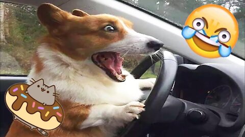 🤣 Random and Funny Animals Videos 🐱🐶 Funny Pets Compilation