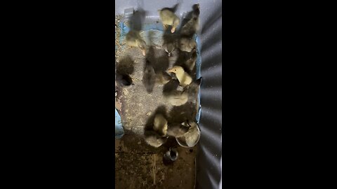 Incubator and naturally hatched