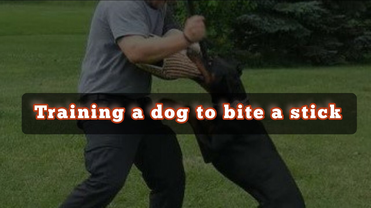 Training your dog to bite the stick the easy way