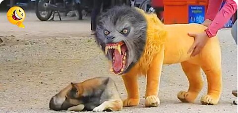 Troll Prank Dog Funny & fake Lion and Fake Tiger Prank to Dog & Huge box Pronk to dog