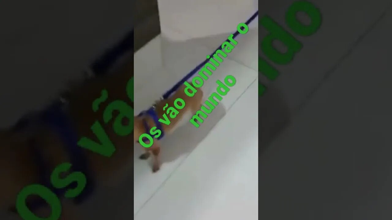 os gatos vão dominar o mundo #shorts