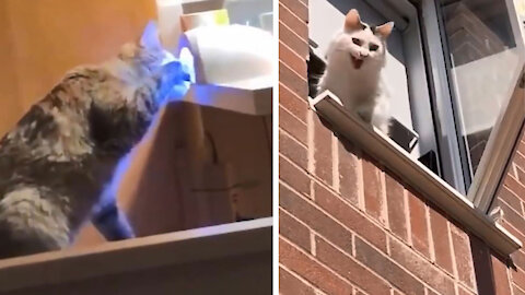 If you fall, you will understand / funny cats
