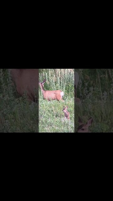 Muley Doe & her Fawn I videoed two weeks ago. JD #shorts