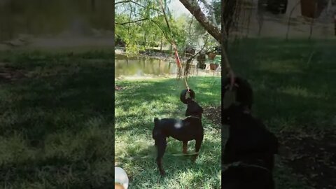 Samson the Rottweiler playing in the yard