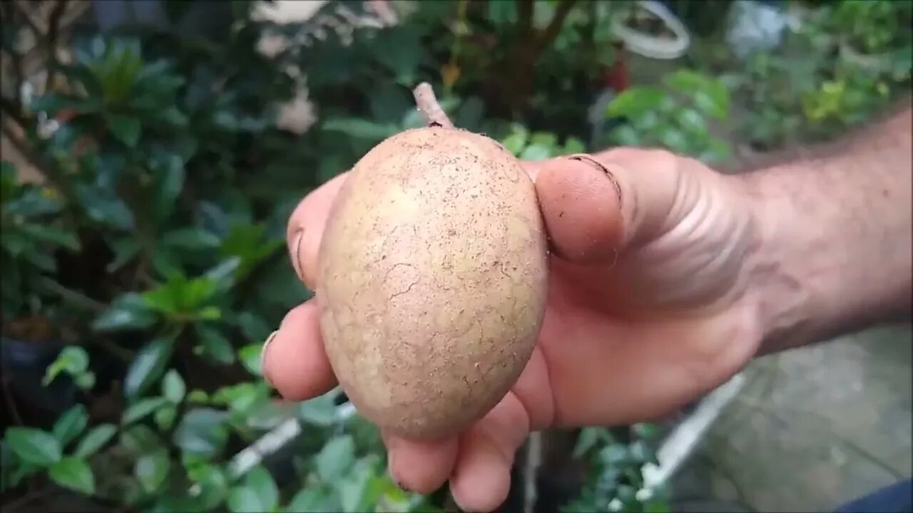 frutíferas raras a partir de 10,00 reais mangostim roxo pitangatuba groselha achachairu limão caviar