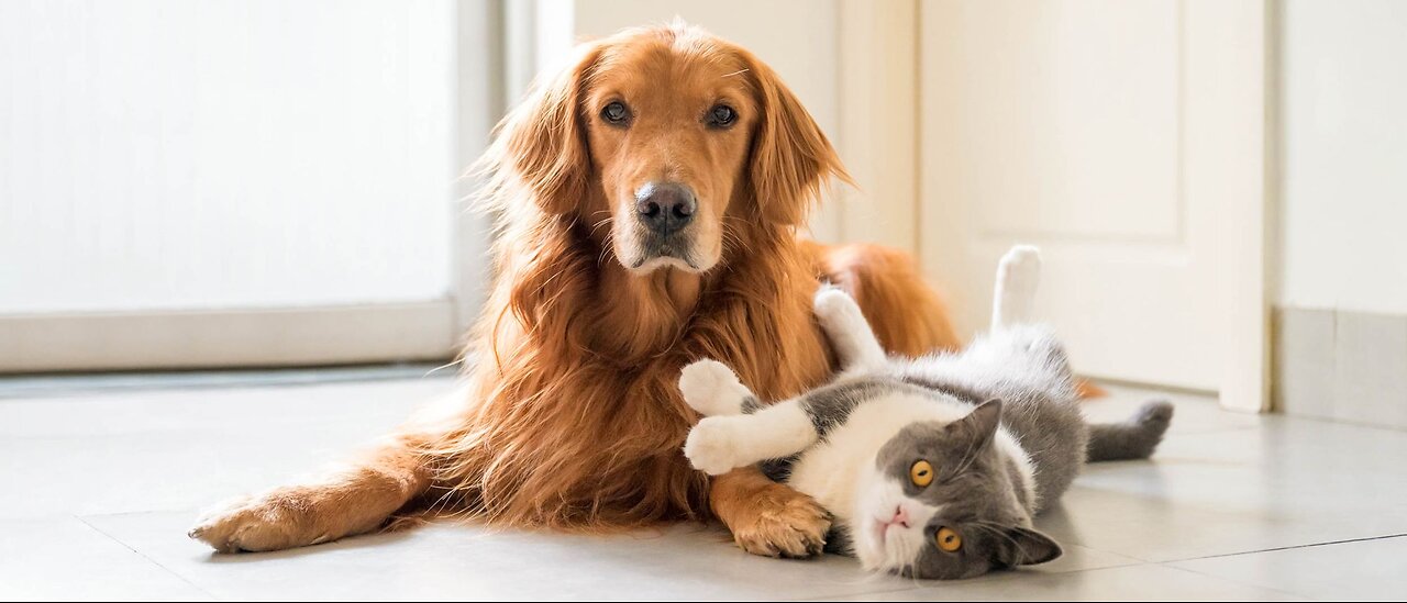 Unbelievable Video of cat and dog friendship