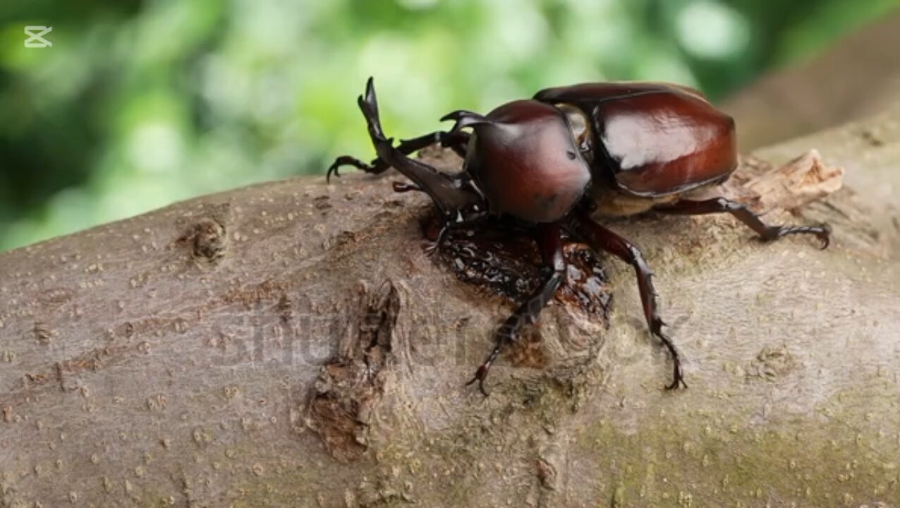 curiosidades sobre los escarabajos rinocerontes