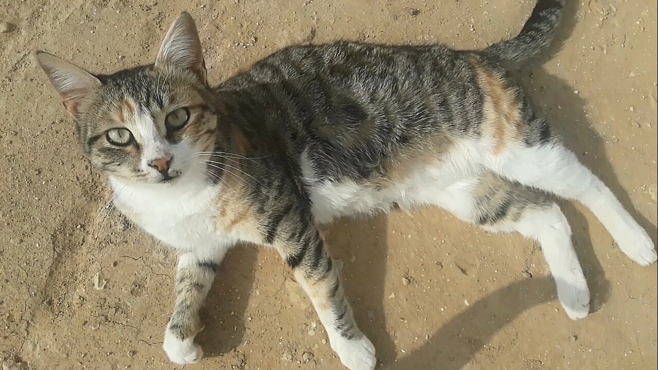 Cats bask in the sun