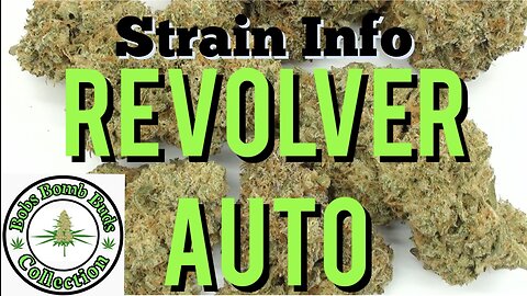 Revolver Auto Flowering Cannabis Strain