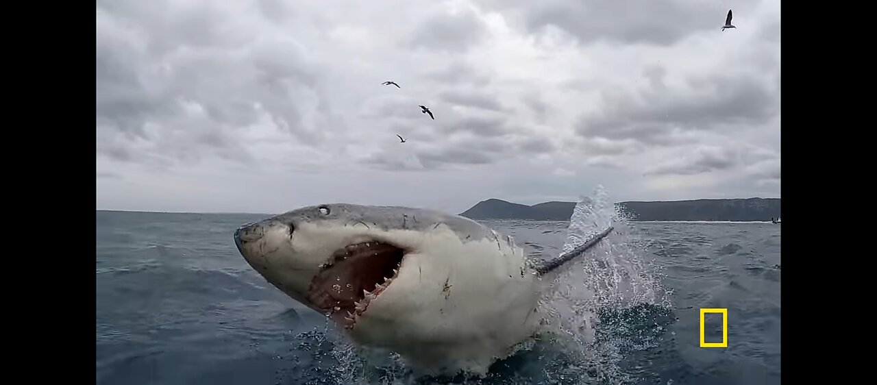 HOW BABY SHARKS SURVIVE IN A DANGEROUS WORLD