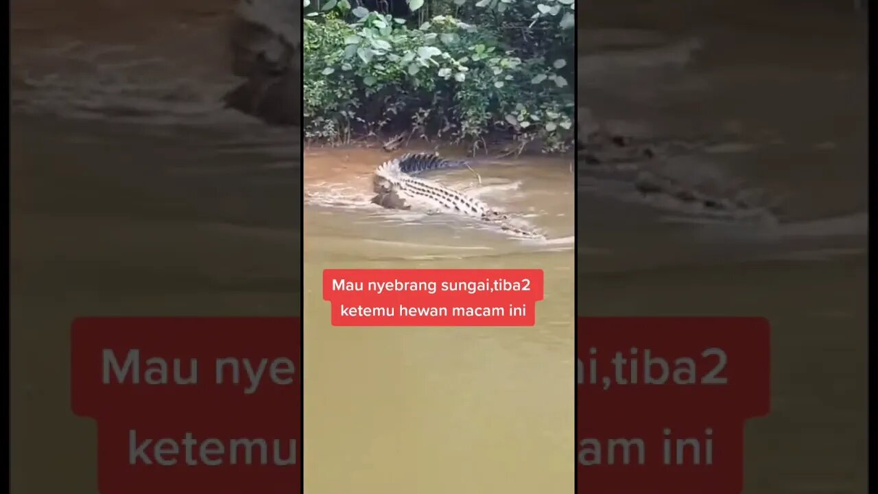 Aksi Menegangkan, Seorang Pria Dikejar Buaya Saat Naik Kapal