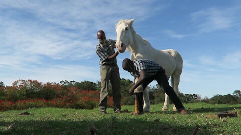 SOUTH AFRICA - Cape Town - Hog Hollow Horse Trails in lockdown (Video) (VYm)