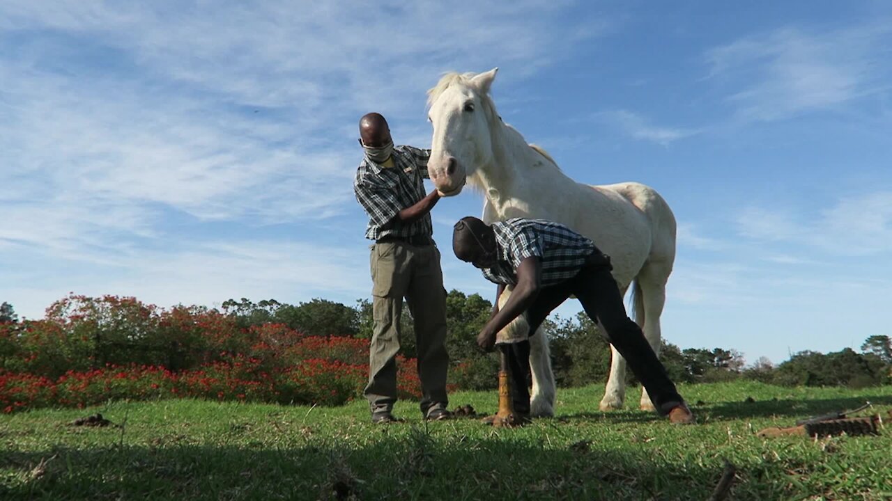 SOUTH AFRICA - Cape Town - Hog Hollow Horse Trails in lockdown (Video) (VYm)