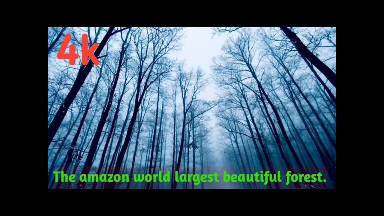 Amazon the beautiful forest in world.