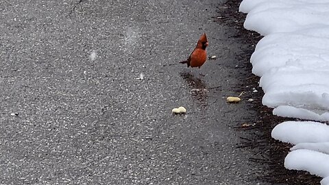 Cardinals messing around with me