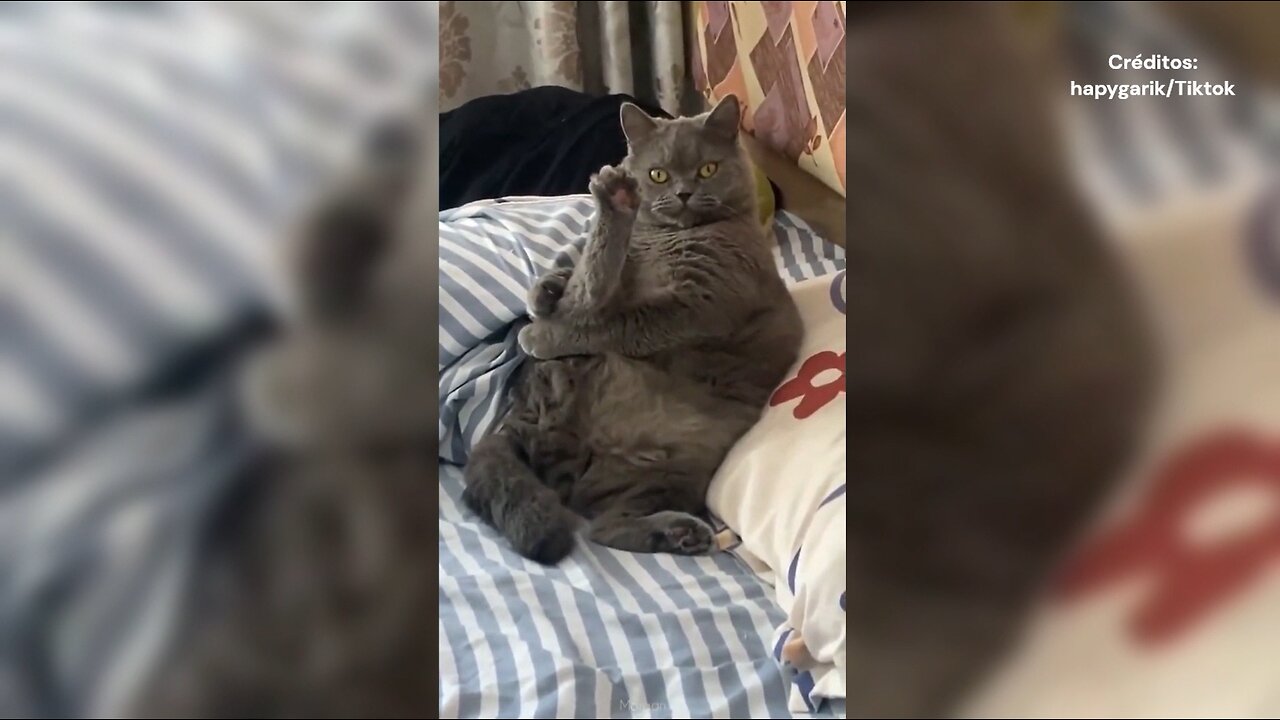 BICHINHOS FOFOS E INTELIGENTES, IMPOSSÍVEL NÃO AMAR