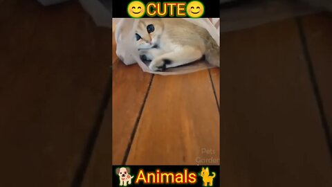 cute animals #short #shorts #cute animals 18