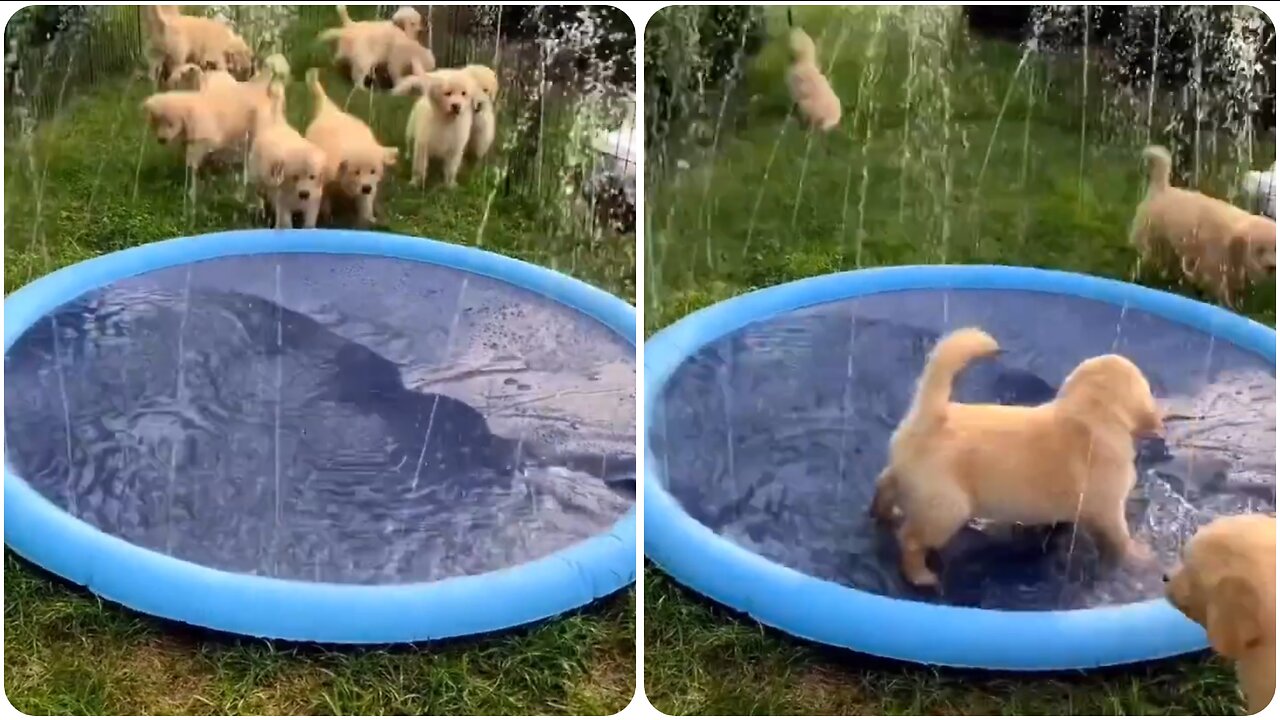 My puppies are playing with sprinkler pool!