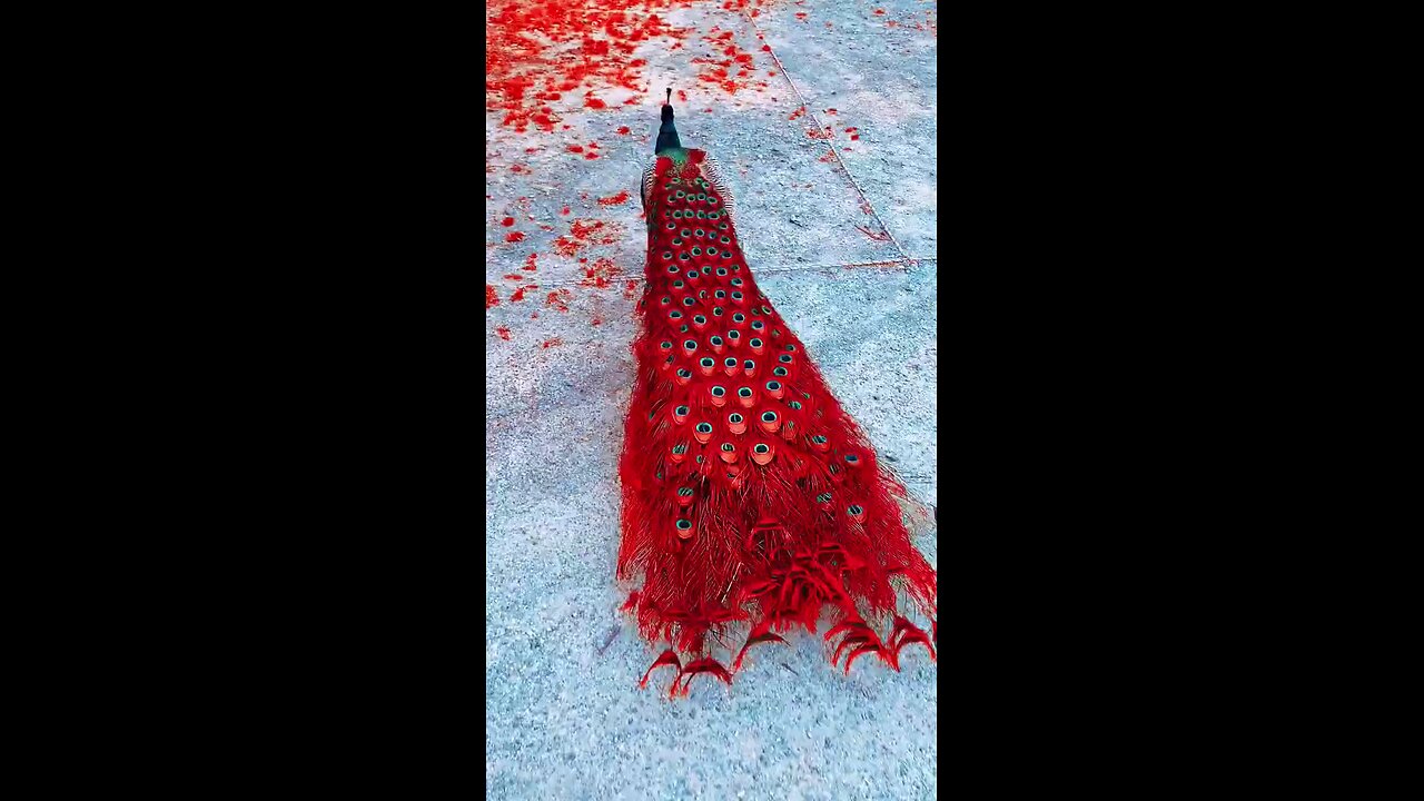 very beautiful red peacock