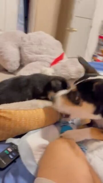 Brady and Mac playing with toy