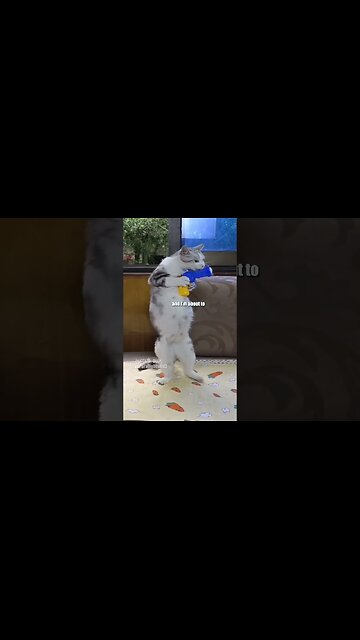 Mashup Madness! 🎶✨ | Featuring auroralights