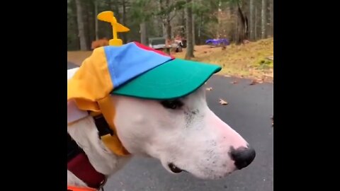 Funny Animals Videos - Shorts