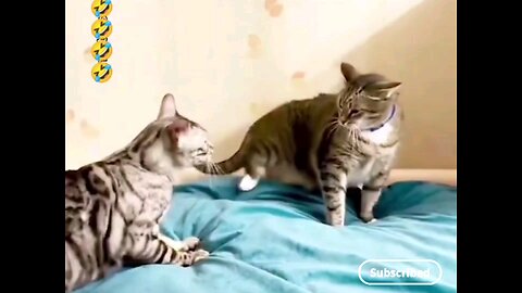 don't touch my very funny cats.😂🤣