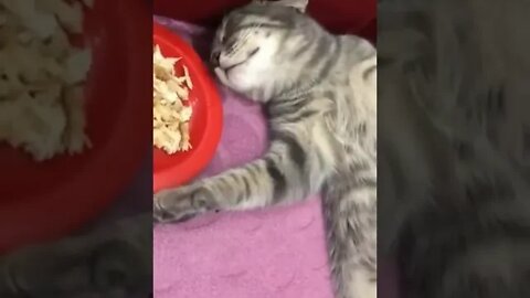 cute cat videos 😹 funny videos 😂 1122 😻 #shorts