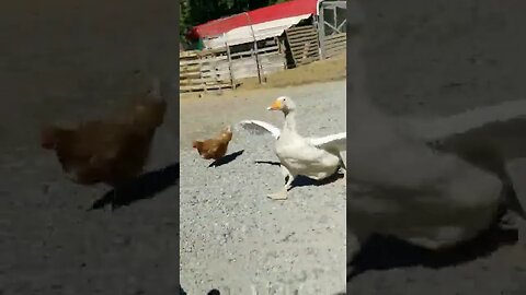 #goose #geese #guardgoose #farmlife #farmanimals #cuteanimals #homesteading #homesteadlife #farm