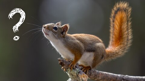 Cute and funny squirrels