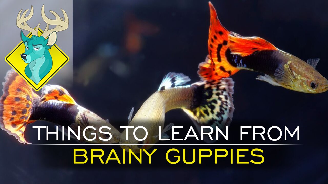 TL;DR - Things to Learn from Brainy Guppies [24/Dec/17]