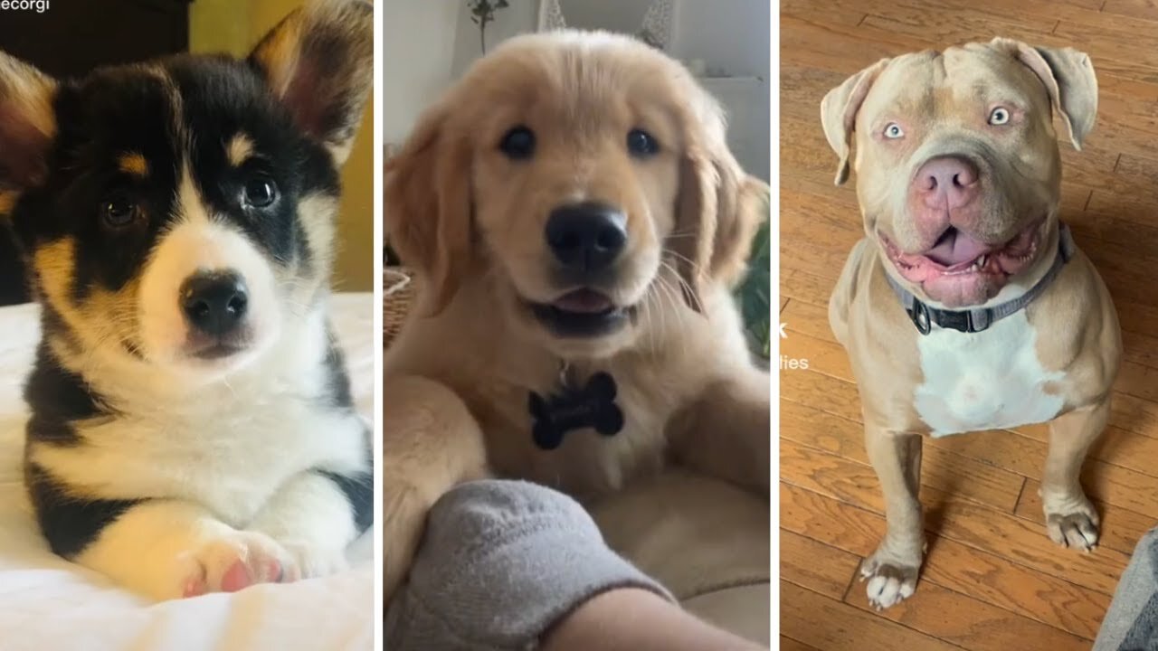 dogs in line for food