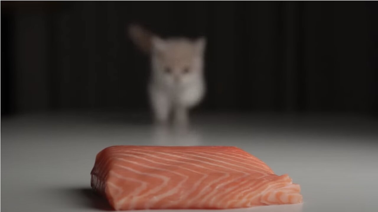 Raw Meat | Cat ASMR | Raw feeding Kitten with Salmon Fish and suckling mouse