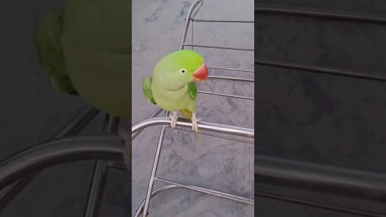 Lovely parrot