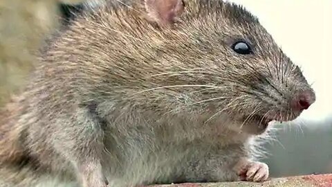 RATS