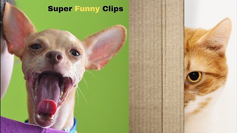 😹😻🙀Super Funny Pets Clips Part 034🐶🐕