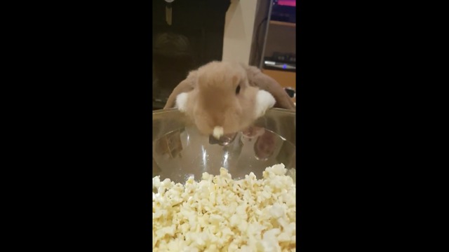 Cute Bunny Really Loves Popcorn