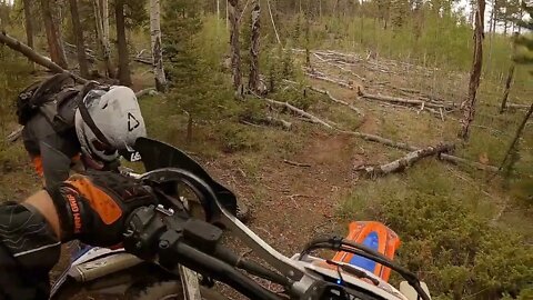 Into the Aspens!