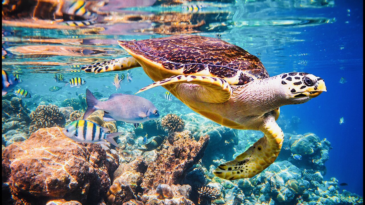 5 Fun Facts About The Hawksbill Turtle