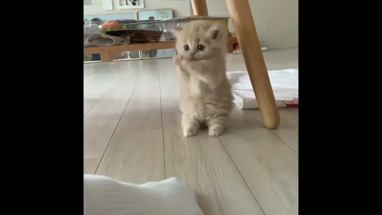A cute kitty to improve your mood! #shorts