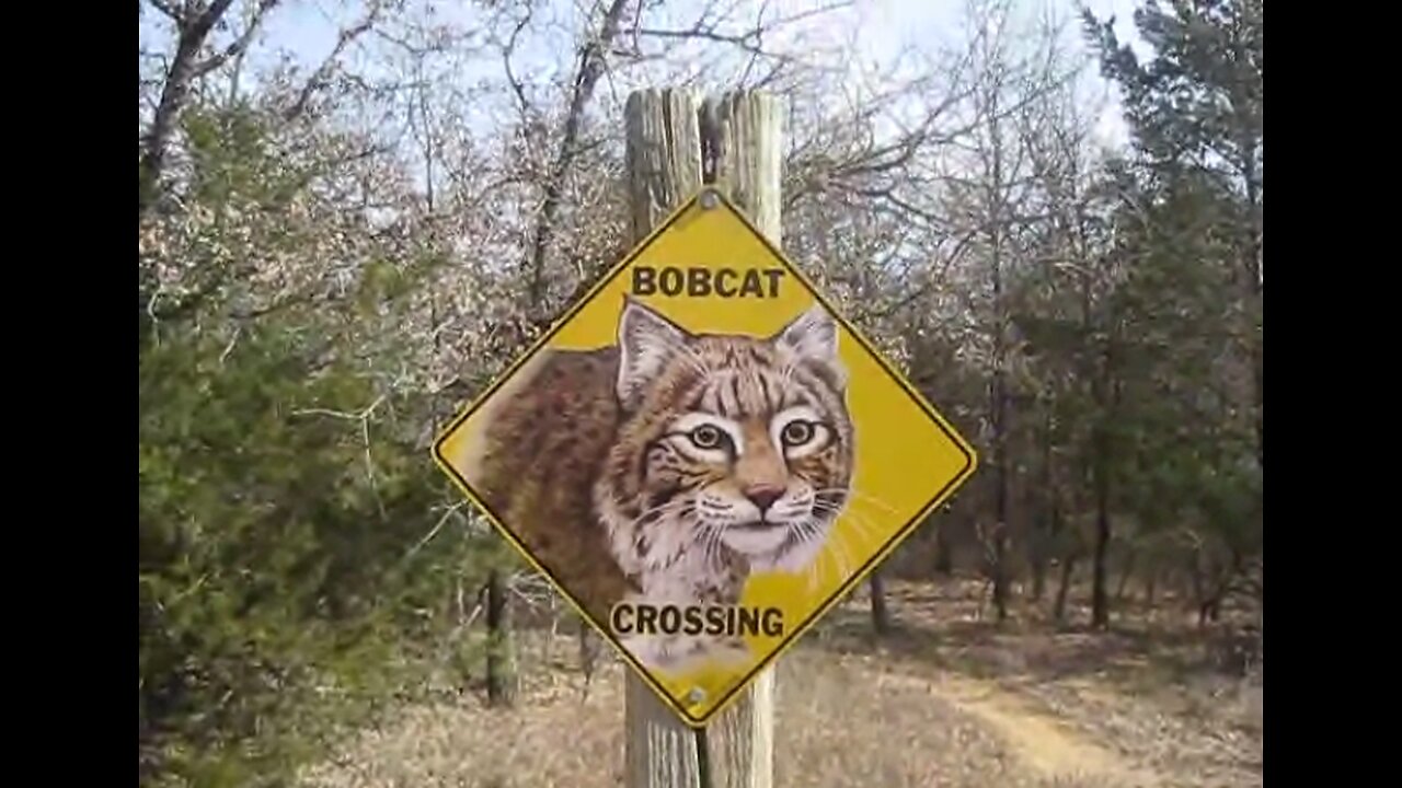 Bobcat Crossing Sign ~ My Backyard