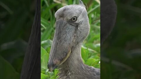 Incredible Bird With A Beak That Looks Like A Shoe!🤔#shorts #safari #travel #travelling