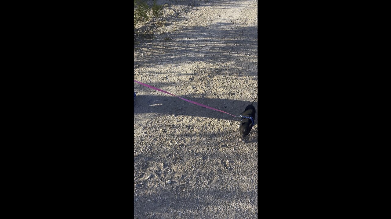 Running the baby piglet EmmaJean Fat Pants