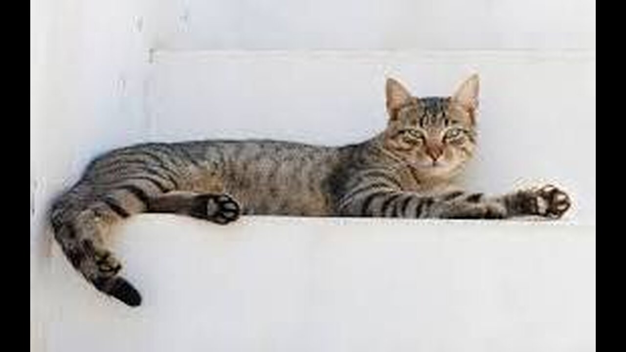 Funny cats