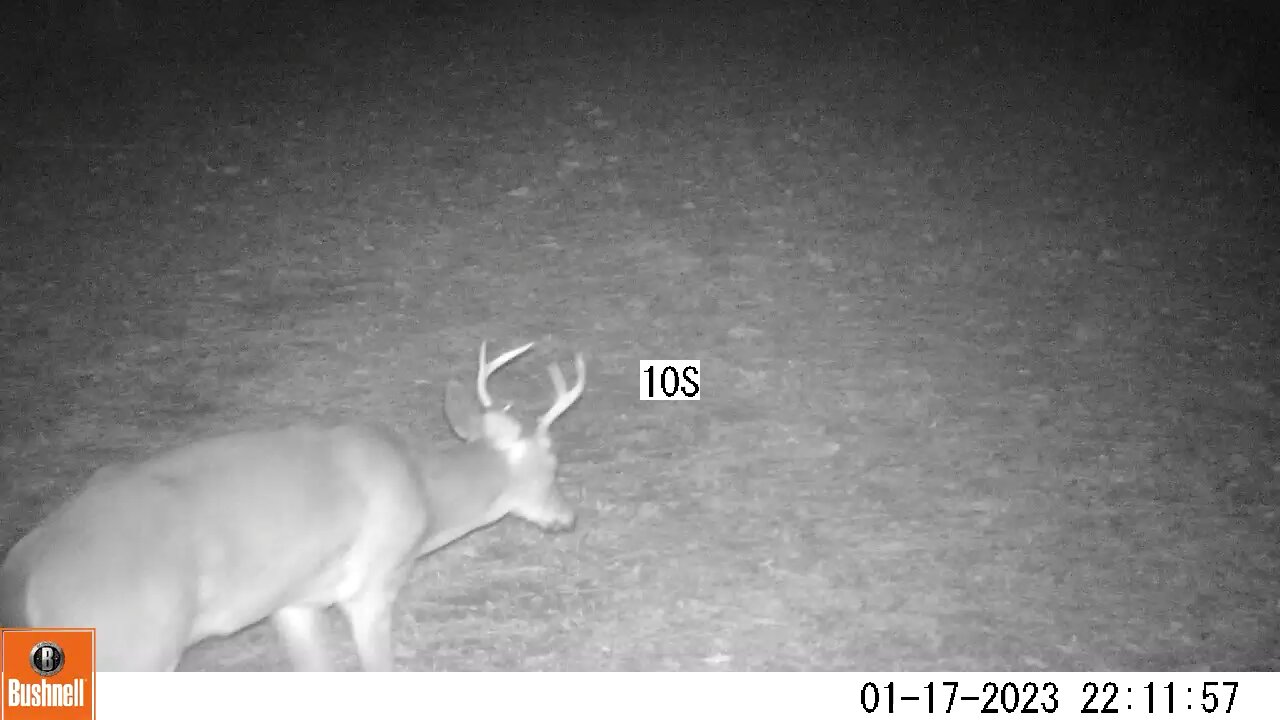 Bushnell Deer Camera Buck Part 2