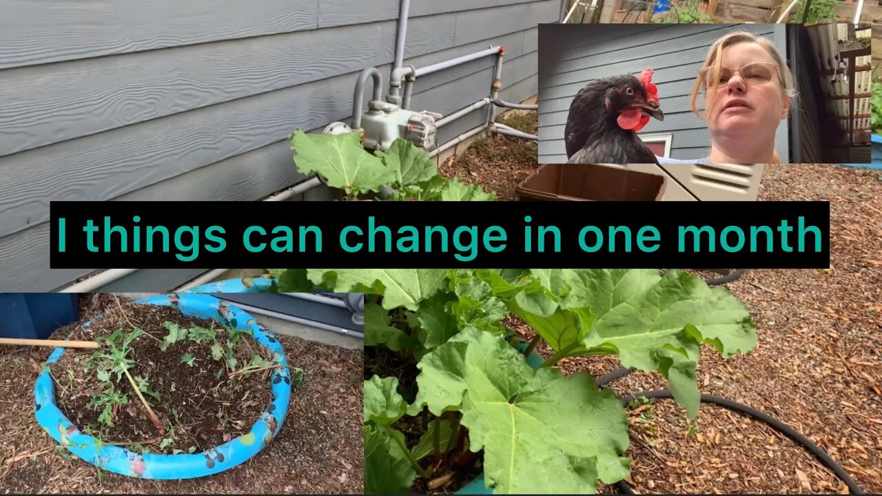 What my garden looks like a month after the chicken attack.