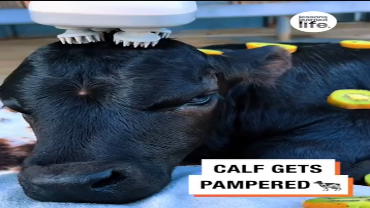 Body massage for baby cow