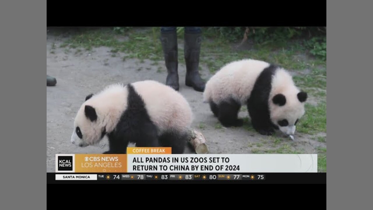 Pandas in U.S. zoos set to return to China by end of 2024